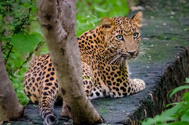 Jim Corbett Dhela Zone