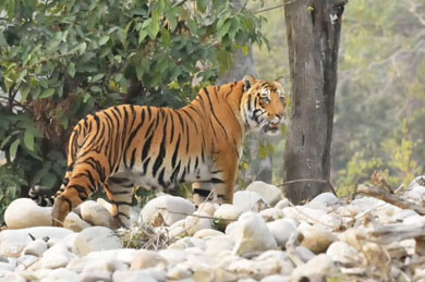 Jim Corbett Phato Zone 