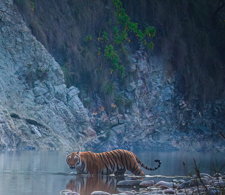 Jim Corbett Jeep Safari