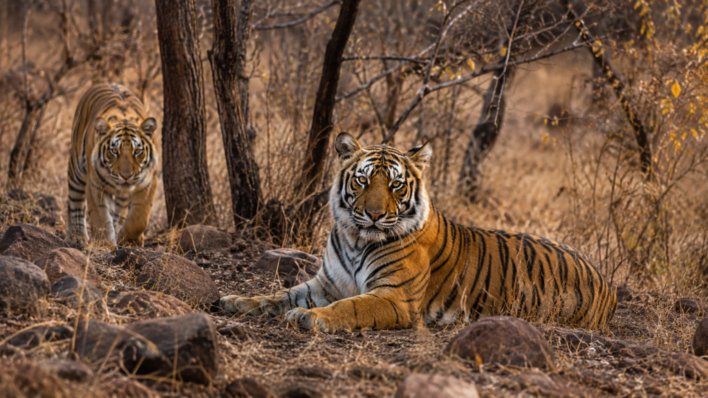 Bengal tiger in Bandhavgarh National Park